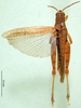 CollectionObject 1501244; bf0dafdf-55b0-427d-9680-5fe526a8d434, DORSA BA000234S01: male, dorsal view (holotype of Catantops pamae). (CollectionObject).