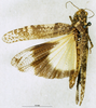 CollectionObject 1537661; 49e84e03-07fc-488c-9b26-912185b049c8: female, dorsal view (paralectotype). (CollectionObject).