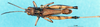 CollectionObject 1543109; 934b4b05-eb76-4218-9e96-7f0084e7a59a: male, dorsal view (paratype). (CollectionObject).