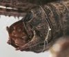 CollectionObject 1539785; 3d85e4a1-4860-45a6-98ae-b94497cbe1c8: male cerci (holotype). (CollectionObject).