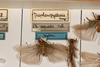 CollectionObject 1585402; d74bb343-6f92-4fac-84d1-8b8cbe4a9694: male, on drawer view (syntype). (CollectionObject).