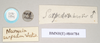 CollectionObject 1559814; 2a298c8a-596c-4db2-aba1-84063b998a7b: copyright Natural History Museum, London. male, data labels of Necroscia sarpedon (syntype). (CollectionObject).;CollectionObject 1559815; 3368a023-0585-4ab9-967a-1f3367d9a27c: copyright Natural History Museum, London. male, data labels of Necroscia sarpedon (syntype). (CollectionObject).