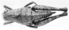 CollectionObject 1525555; a19b0cb4-74f9-496c-a39c-3c395d30074a: female, dorsal view (allotype). (CollectionObject).