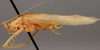 CollectionObject 1517473; 8027fc36-70d7-456c-8d0f-589228f93112: male habitus, lateral view (holotype). (CollectionObject).