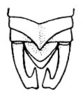 Hyperophora branneri Rehn, 1917: Pl. 3, Fig. 1 (after type). male abdomen tip, dorsal view. (Otu).