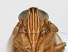 Head on Delphacodes lappae Beamer, 1947: (Observation).