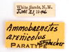 CollectionObject 1578265; 1f3728cf-c0fb-42f3-b160-25d815aee337: labels (paratype). (CollectionObject).