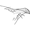 Pygofer, lateral view on Dziwneono septembris Dworakowska, 1972: Pygofer, lateral view. (Observation).