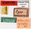 CollectionObject 1587548; MNHN(SF IMPORT DUPLICATE) MNHN-EP-EP3431, 5c66e412-334d-4198-b819-bf7b8d79677f: CC BY-NC-ND 4.0/MNHN - Depraetere Marion - 2014. Syntype, male, of lobata Saussure, 1891. Specimen number: MNHN-EP-EP3431. http://coldb.mnhn.fr/catalognumber/mnhn/ep/ep3431. (CollectionObject).