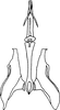 Aedeagus, ventral view: !! display not done !! on Colladonus brunneus (Osborn, 1915): dorsal view. (Observation).