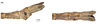 CollectionObject 1597526; 97a4e706-f278-43b8-8393-bbef818ca3df, QIMR T250927: copyright QM. male: end of abdomen, lateral & dorsal views (holotype). (CollectionObject).