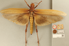 CollectionObject 1478992; 5eba6600-1db5-4245-8cba-e011eaa562f9, NHMUK013806035: female, dorsal view, (holotype). (CollectionObject).