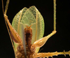 Aerotegmina shengenae Hemp, 2006: Fig. 5. male, acoustical chamber, ventral view. (Otu).