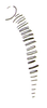 Peringueyacris namaqua (Péringuey, 1916): Fig. 25.6. abdominal stridulatory ridges (semi-schematic). (Otu).