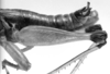 CollectionObject 1521492; 401ef89b-6032-472c-ba40-f749df869403: Image Carbonell, C.S. male abdomen end, lateral view (holotype). (CollectionObject).
