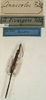 Anasceles divergens Redtenbacher, 1908: copyright NMW, Vienna. female (holotype). (Otu).