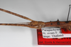 CollectionObject 1560783; 10c63eea-42e3-445e-baa7-1ac8e2d412f3: copyright ZMHB, Berlin. male: head & upper thorax, lateral view of synonym Parapachymorpha quadrispinosa (holotype). (CollectionObject).