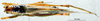 CollectionObject 1506476; 0453d3cc-f7df-4b08-a3bb-84169080b321: female habitus dorsal view (topotype). (CollectionObject).