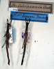 CollectionObject 1557813; NMW 109, 2e2ecb74-81a2-4b8d-968e-3c5fa6da1576: copyright NMW. male (lectotype - on right) and male (paralectotype). (CollectionObject).