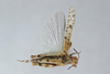 CollectionObject 2870571; CNCI 1010285, 0ff12e66-f830-41ed-a10a-41e0fd5e0f7b: Cibolacris parviceps. (CollectionObject).