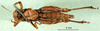 CollectionObject 1501085; 1abf8c68-9c5f-4a80-a67e-9333896b8926, DORSA BA000026S01: female, ventral view (holotype). (CollectionObject).