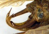 CollectionObject 1500564; 2411e313-9118-421f-b3a8-5e28130c926d: male cerci (holotype). (CollectionObject).