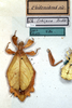 CollectionObject 1557810; NMW 300, 97aa5a37-709a-4dcf-8086-14fd2b63965e: copyright NHMW, Vienna. female (holotype). (CollectionObject).