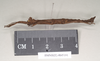 Pylaemenes borneensis (Bragg, 1998): copyright Natural History Museum, London. male, lateral view (paratype). (Otu).