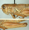 Melanoplus payettei Hebard, 1936: (Otu).
