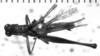 CollectionObject 1521395; fed78c2e-1964-49f5-b08c-913c7712c955: Image Carbonell, C.S. male, dorsal view (lectotype). (CollectionObject).
