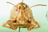 CollectionObject 1477910; 8700d41f-1ab6-4611-bd1d-a46a02a5cfce: female, frontal view (syntype). (CollectionObject).