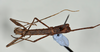 CollectionObject 1561268; 5a0ce6ed-04f1-4f16-ba85-2c9b1b7fe1df: copyright USNM, Washington. (CollectionObject).