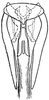 Subgenital plate: !! display not done !! on Osbornellus (Osbornellus) auronitens (Provancher, 1889): genital capsule, ventrally. (Observation).