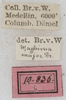 labels (paralectotype of M. major). Depicts CollectionObject 1532429; 0010b909-db6a-42c7-834e-c8d26b6791c5, a CollectionObject.