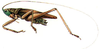 Parahabetia pictifrons pictifrons (Karny, 1911): male. (Otu).