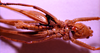 CollectionObject 1541577; fc16d8d3-40db-4d31-905e-d1c0fcf24ffd: male ventral view (topotype). (CollectionObject).