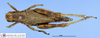CollectionObject 1515070; dc26d689-2117-4806-85ec-22ac2abec597: female, dorsal view (allotype). (CollectionObject).