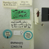 CollectionObject 1596680; 11e15af3-e31e-4d4d-b105-379f9126297d: Lygaeus guttatus. Paralectotype. (BMNH) - (CC BY-NC 4.0) Photo by Stuart Cole, reproduced with permission from the Natural History Museum, London, UK. (CollectionObject).