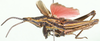 Ochrophlegma vittifera (Walker, 1871): lateral view. (Otu).