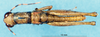CollectionObject 1577151; 1589313c-eb4d-4c2e-9d32-78e98336041f: male, dorsal view (paratype). (CollectionObject).