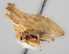 Habitus, lateral view: !! display not done !! on Bryantopsis ensiger Ball, 1937: (Observation).