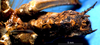 CollectionObject 1516628; 9b129325-084c-4164-a206-583185a5bf33: male, ventral view (holotype). (CollectionObject).