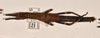 CollectionObject 1558452; a237584d-116d-4fb6-96cd-ae54ce1c2027: copyright OUMNH. female, dorsal view of Dimorphodes mancus (syntype). (CollectionObject).;CollectionObject 1558453; ea906b12-686a-41bd-bb38-664c85261f31: copyright OUMNH. female, dorsal view of Dimorphodes mancus (syntype). (CollectionObject).