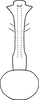 Aedeagus, ventral view on Erythridula clavata (DeLong, 1916): Aedeagus, ventral view. (Observation).