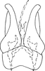 Subgenital plate, ventral view on Dikrella (Dikrella) rubranota Ruppel & DeLong, 1952: Subgenital plates. (Observation).