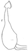 Aedeagus, lateral view: aedeagus, laterally (G. stelliger puncticeps). (Observation).