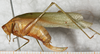 CollectionObject 1533003; 2fbc1ca1-4050-4110-960b-39a9b672d91a: female, lateral view (syntype). (CollectionObject).