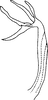Aedeagus, lateral view on Eurhadina (Singhardina) rubrivittata Chiang, Hsu & Knight, 1989: Aedeagus, lateral view. (Observation).