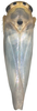 Habitus, dorsal view: Habitus, dorsal view. (Observation).