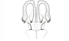 Baeacris peniana (Ronderos, 1992): Fig. 15. apex of aedeagus, caudal view. (Otu).